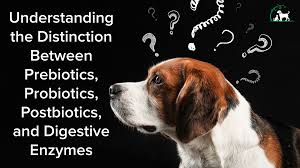 Prebiotic vs. Probiotics vs. Post-biotics vs. Digestive Enzymes