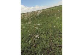 Image result for Andropogon eucomus