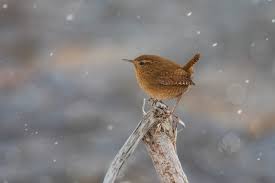 Southbound migratory species get bottlenecked into the delmarva. Great Backyard Bird Count 2021 Share Your Love Of Birds Ebird