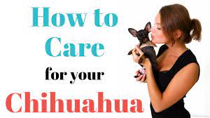 Top Tips On How To Care For Your Chihuahua Chi Pets