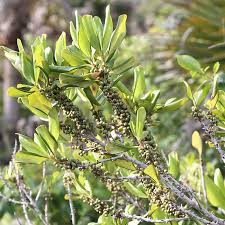 Image result for Myrsinaceae