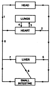 The blood then moves into successively smaller arteries, finally reaching their smallest branches, the arterioles , which feed into the capillary beds of body organs and tissues. The Diagram Below Represents The Simplified Pathway Of The Circulation Of Blood Study The Same And Answer The Questions That Follow Sarthaks Econnect Largest Online Education Community