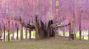 I hope u like it) and we are not devs. New Life For An Old Wisteria Youtube