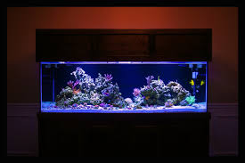I have a idea in my head, but wanting to see other ideas before i started the tank. Aquascaping Pictures Ideas And Sketches Page 2 Reef2reef Saltwater And Reef Aquarium Forum
