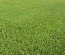 Check spelling or type a new query. Pensacola Bahia Pasture Grass Seed 5 Lbs Seed Barn