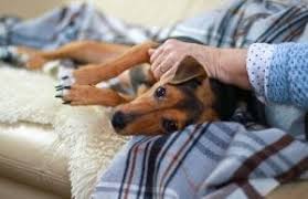 Kopeklerde Genclik Hastaligi Tedavisi Ve Nedenleri My Animals