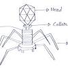 Lambda virus structure / how big are viruses. Https Encrypted Tbn0 Gstatic Com Images Q Tbn And9gcq5kzgiqlvcliubdfe05g7v7ccgnn7ol65omztxazn6esloqekb Usqp Cau
