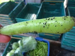Favas grow best in well drained, moist soil. Fa Fa Fabulous Fava Beans Chasing Nature
