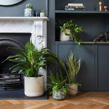 View our full range of indoor & outdoor plants, pots, accessories & care guides. Indoor Plant And Houseplant Delivery Buy Online Plant Pots And Planters Patch