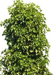 Bush Png By Suicideomen On Deviantart All content is available for personal use. bush png by suicideomen on deviantart