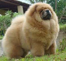 amazing chow puppies bred in the us image result for teacup chow cute puppiesteacup chow for goldenacresdogsminiature cho fluffy dogs panda dog chow dog breed