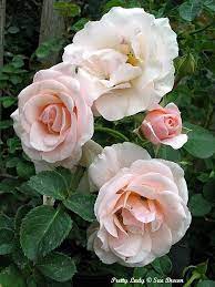 Plantfiles Pictures Floribunda Rose Pretty Lady Rosa By Calif Sue