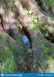 Water Well In The Roots Of A Dawn Redwood Tree With Sunlight And Shadow Stock Image Image Of Seeds Water 178892533