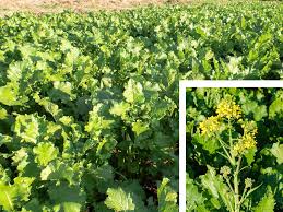 Fate insaporire le cime di rapa in tegame. Broccoletti O Cime Di Rapa Usi In Cucina Varieta E Descrizione Alimentipedia It