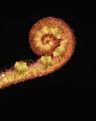 Image result for Asplenium sertularioides
