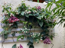 Image result for Clerodendrum thomsoniae