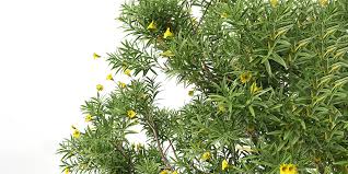 Image result for Cascabela