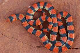 #sonora semiannulata #western ground snake #ground snake #groundsnake #snake #snakes sneks of california: Western Ground Snake Sonora Semiannulata Jungledragon