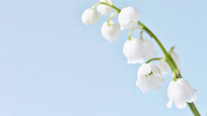 Join facebook to connect with brin de muguet and others you may know. Bgsjc6s 6expum