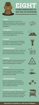 Trapping, baiting and or gassing. The 8 Best Home Remedies To Get Rid Of Moles And Gophers