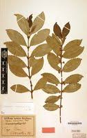 Image result for Cassipourea congoensis