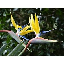 Image result for Phyllanthus paxii