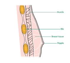 Breast cancer starts when cells in the breast begin to grow out of control. The Male Breasts Macmillan Cancer Support