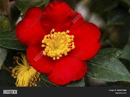 White, medium profuse blooming rose form double. Red Yellow Camellia Image Photo Free Trial Bigstock