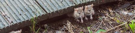Daarom is het wegnemen van voedselaanbod heel erg belangrijk om een muizenplaag in huis te voorkomen. Muizen Bestrijden Ruim Assortiment Kabelshop Nl