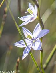 Image result for Gladiolus permeabilis