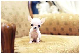 We are a family who is addicted to chiweenies. Teacup Chihuahua For Sale Best Available Discount Online