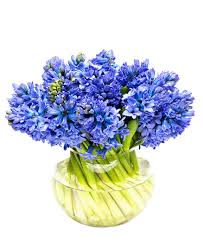 Check spelling or type a new query. Fortnightly Flower Delivery Hyacinths Blue