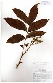 Image result for Lepisanthes senegalensis