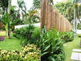 The flowers are inodorant and come in grapes at the top of the stems. Bamboo Privacy Tropical Landscape Thai Garden Design
