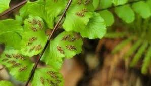 Image result for Asplenium trichomanes