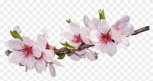 Download over 1,180 icons of sakura in svg, psd, png, eps format or as webfonts. Sakura Png Image With Transparent Background Almond Flower Png Free Transparent Png Clipart Images Download