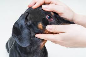 Anything that damages a dog's cornea can cause red eyes due to irritation. Red Eyes In Dogs Great Pet Care