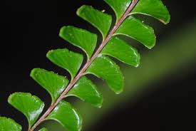 Image result for Lindsaeaceae