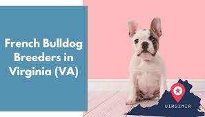 French bulldog puppies for sale in va no papers. 22 French Bulldog Breeders In Virginia Va French Bulldog Puppies For Sale Animalfate