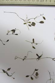 Image result for Halophila ovalis