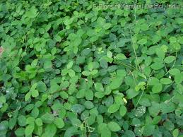 Image result for Teramnus