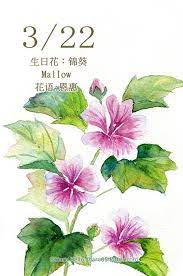 每日一花3 22 生日花 haru hello botanical watercolor watercolor lettering flower drawing