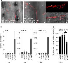 An animal cell that lacks a rough endoplasmic reticulum would be unable to perform which function. A Cell Surface Exposed Protein Complex With An Essential Virulence Function In Ustilago Maydis Nature Microbiology