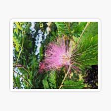 Mimosa pink flowering trees in georgia. Mimosa Tree Gifts Merchandise Redbubble