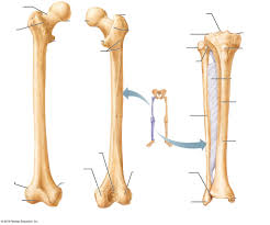The human leg, in the general word sense, is the entire lower limb of the human body, including the foot, thigh and even the hip or gluteal region. Bones In Leg Diagram Human Leg Human Leg Leg Bones Knee Bones The Lower Leg Consists Of Two Bones