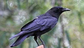 Crow The Smartest Animal In The World Animal Crow Smartest Kus Karga