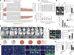 Maybe you would like to learn more about one of these? Systemic Rna Delivery To Dendritic Cells Exploits Antiviral Defence For Cancer Immunotherapy Nature