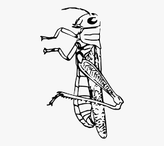 Kumpulan gambar putri duyung mewarnai via anekagambarmewarnai.website. Gambar Sketsa Belalang Kayu Free Transparent Clipart Clipartkey