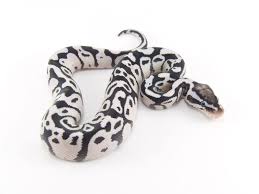 Axanthic Black Pewter Ball Python Axanthic Firefly Morph List World Of Ball Pythons Ball Python Ball Python Morphs Pretty Snakes
