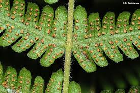 Image result for Amblovenatum